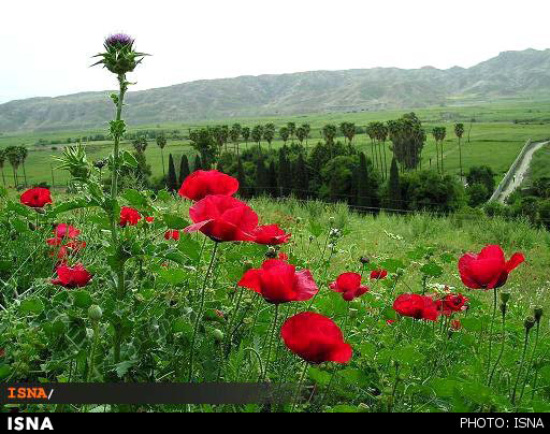 باغ چشمه بلقیس کجاست؟ +عکس
