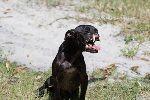 زشت ترین سگ دنیا و صاحبش +عکس