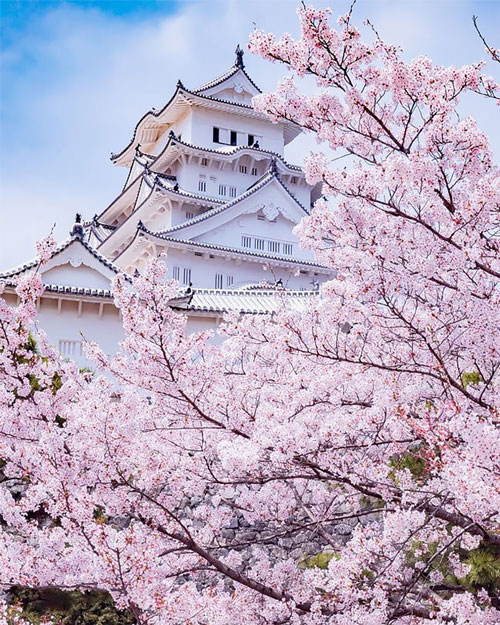 طبیعت زیبای بهار در ژاپن