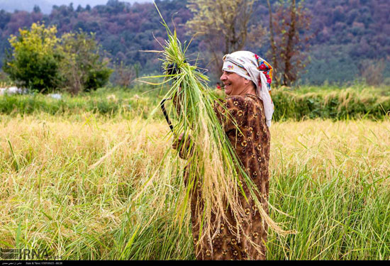 برداشت خوشه‌های برنج در گیلان