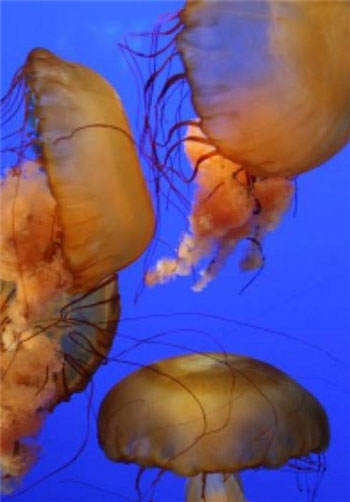 تصاویری زیبا و دیدنی از «چترهای دریایی»