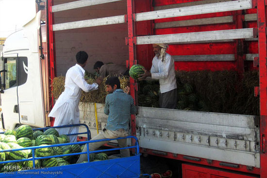 عکس: برداشت هندوانه بهاره در هرمزگان