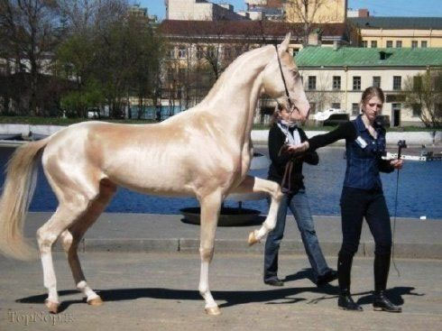زيبا ترين و گرانترين نژاد اسب در دنيا +عکس