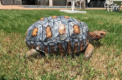 لاک چاپ سه بعدی برای لاکپشت مجروح!