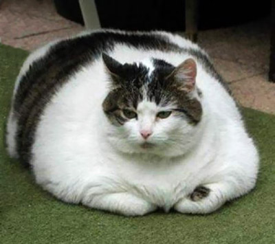 گربه 13 کیلوگرمی رژیم غذایی می گیرد!
