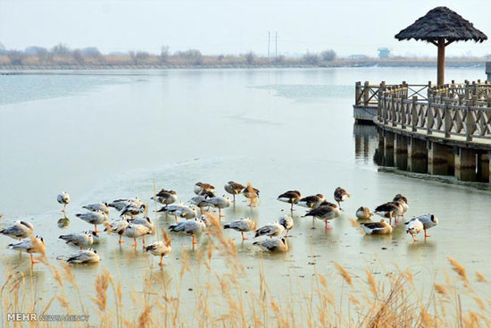 عکس: پرندگان مهاجر در چین