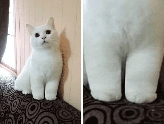 تصاویری جالب از گربه‌هایی با ویژگی‌های شگفت‌انگیز