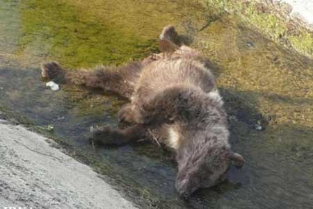 شکارچی خرس به ۶ ماه حبس محکوم شد