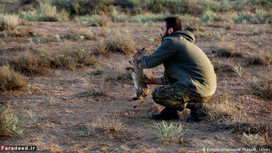 عکس: وقتی یوز ایرانی خرگوش شکار می‌کند