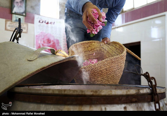 فصل گلاب گیری در کاشان