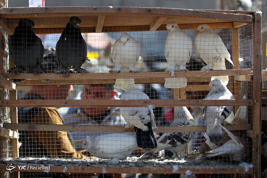 عکس: بازار خرید و فروش حیوانات در عراق