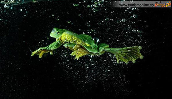 عکس: شنای قورباغه ای اصل!