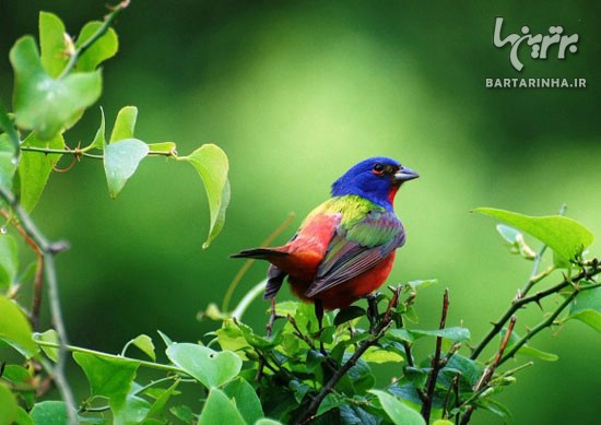 تصاویر فوق العاده زیبا از دنیای پرندگان (6)
