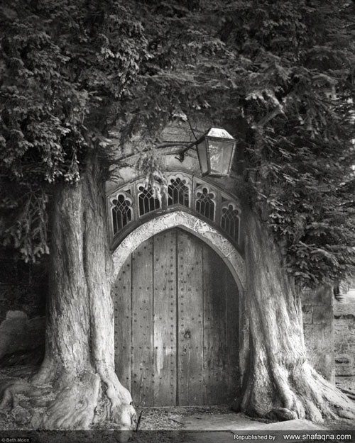 قدیمی ترین درخت‌های جهان +عکس