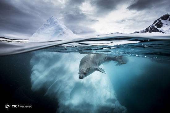 برندگان مسابقه عکاسی زیر آب سال ۲۰۱۹