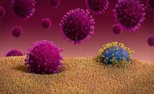کشف جدید درباره مبارزه بدن با ویروس کرونا