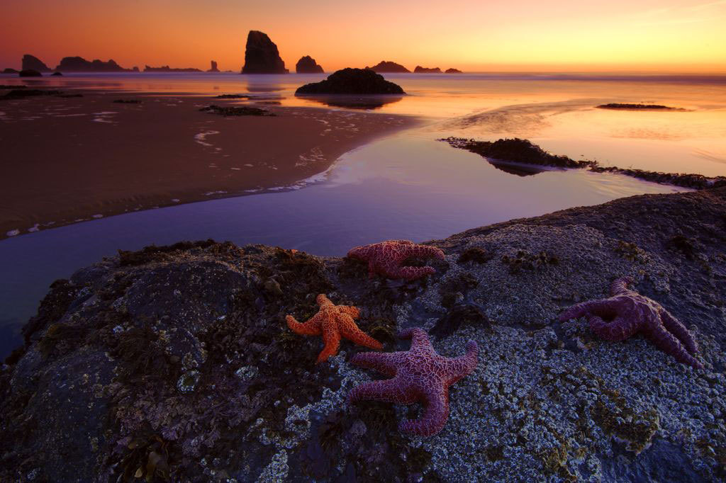 عکس روز نشنال جئوگرافیک؛ ستاره دریایی، ستاره درخشان