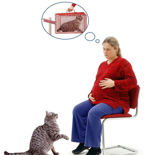 زنان باردار باید از گربه بترسند!