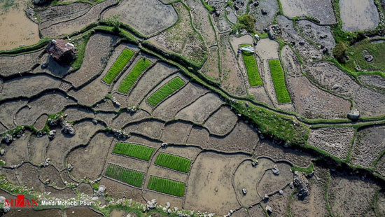 آماده سازی و کاشت برنج در کشتزار‌های مازندران