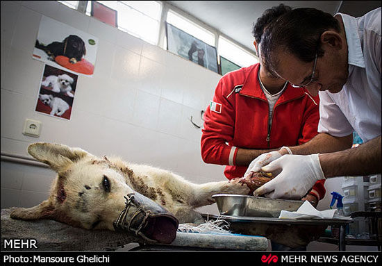 نجات ماده گرگ زخمی از مرگ +عکس