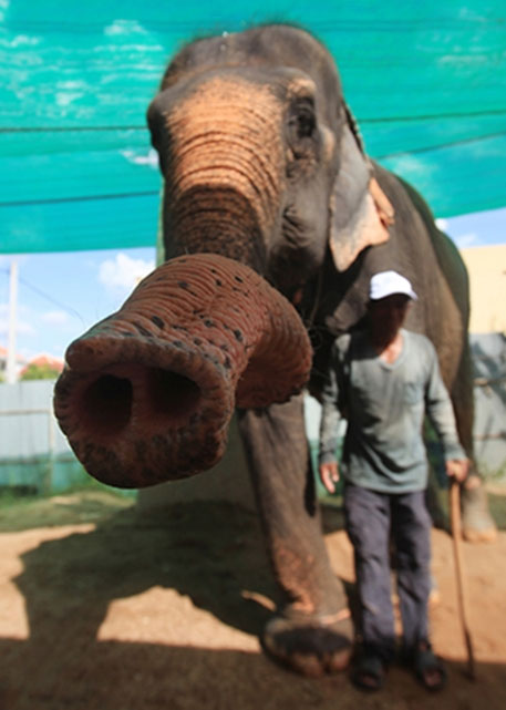 عکس: فیل محبوب، بازنشسته شد