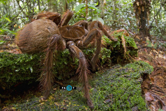 عنکبوت پرنده‌خوار جالوت: بزرگترین عنکبوت جهان