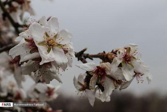 شکوفه‌های بهاری درخت بادام