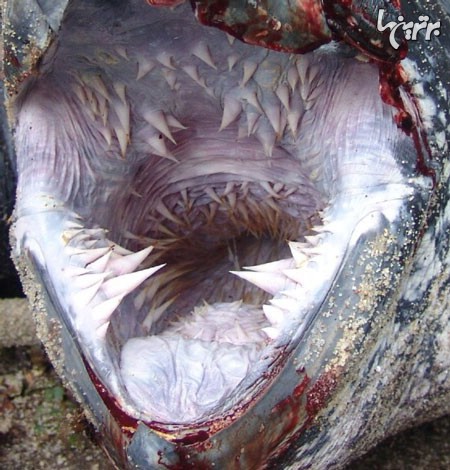 عکس: وحشتناک ترین دهان دنیا