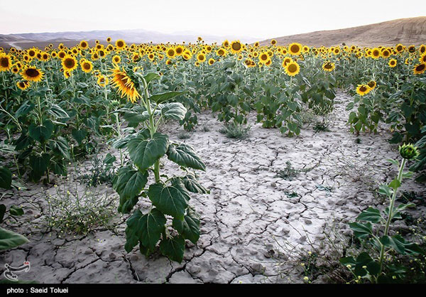 تصاویر دیدنی از مزرعه آفتابگردان در شیروان