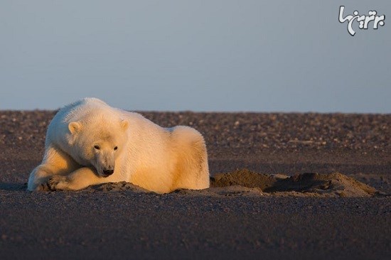 تصاویر جالب از خرس های قطبی در آلاسکا