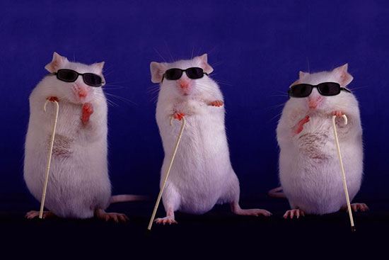 دانشمندان، موش‌های کور را بینا کردند