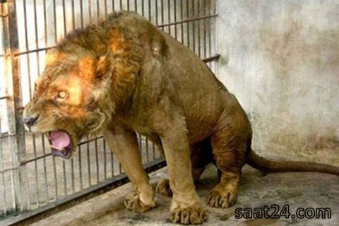 باغ وحش یا شکنجه گاه حیوانات؟! +عکس