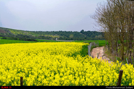 مزارع دانه روغنی «کلزا» در مازندران