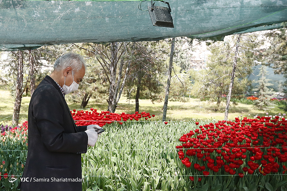 لاله‌ای برای مادران