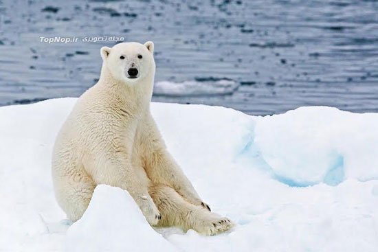 خرس های قطبی تنها محصور شده در دریا