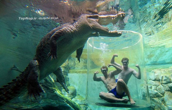 تفریحِ خیره شدن در چشمان تمساح! +عکس
