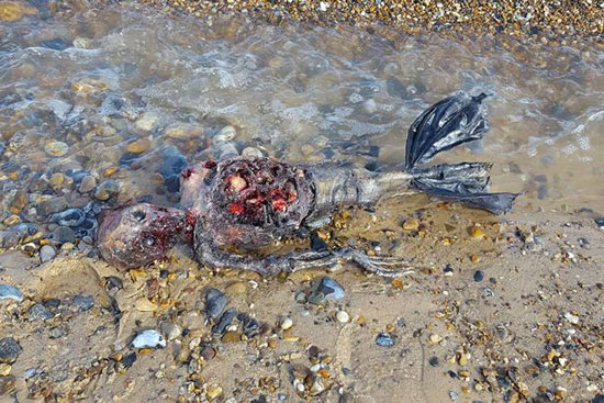 پیدا شدن جسد پری دریایی در سواحل انگلستان!