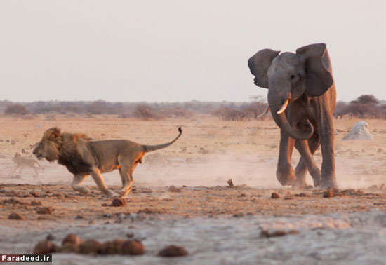 عکس: فرار شیرها از ترس فیل خشمگین