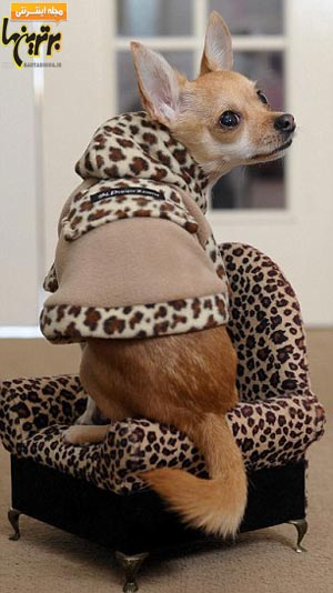 این  سگ 1500 دست لباس دارد! + عکس