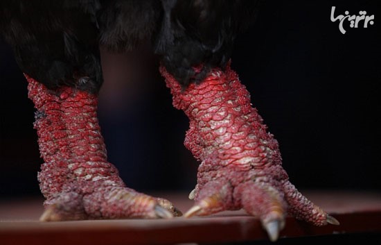 مرغ و خروس هایی با پاهای اژدها! +عکس