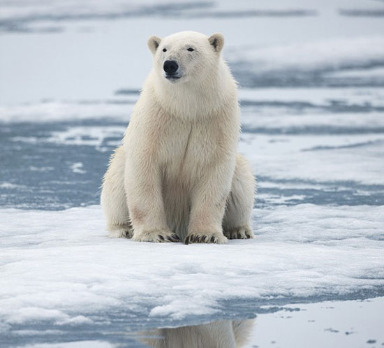 خرس‌های قطبی در معرض انقراض
