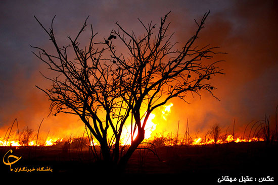 عکس: سوگلی خزر در آتش سوخت