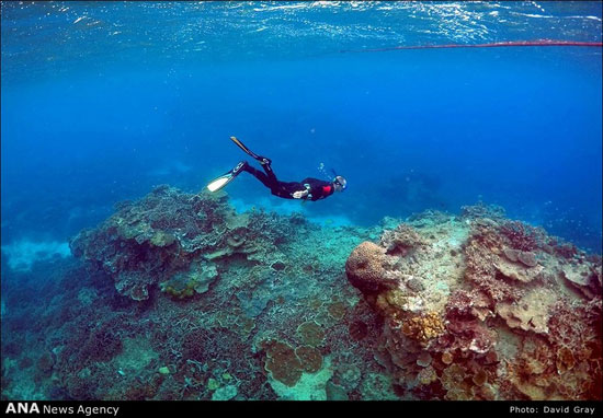 عکس: خطر نابودی سواحل مرجانی استرالیا