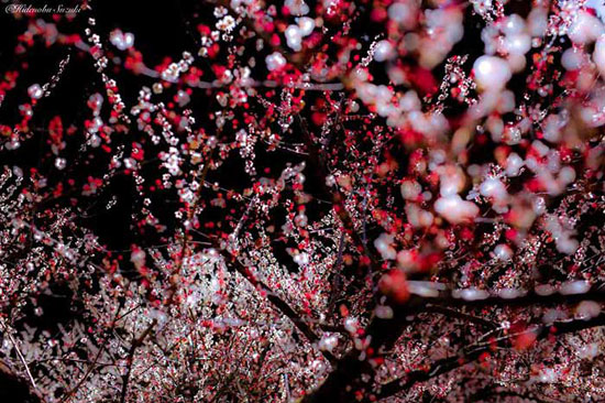 عکس: حال و هوای بهاری ژاپن