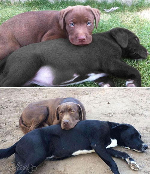 تصاویر قبل و بعد نگهداری سگ های خانگی!