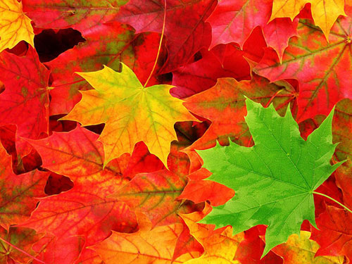 تماشا کنید: رنگین کمان پاییزی