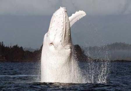 تصاویری فوق‌العاده از نادرترین نهنگ زمین