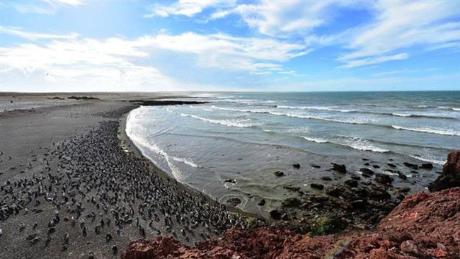 بزرگ‌ ترین اجتماع ساحلی پنگوئن‌های ماژلان در آرژانتین