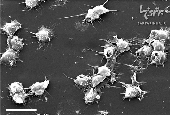 تصاویر شگفت انگیز از سلولها زیر میکروسکوپ
