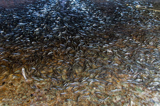 عکس: تلف شدن هزار هزار ماهی